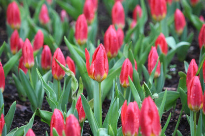 Tulipa 'Duc van Tol Scarlet'
