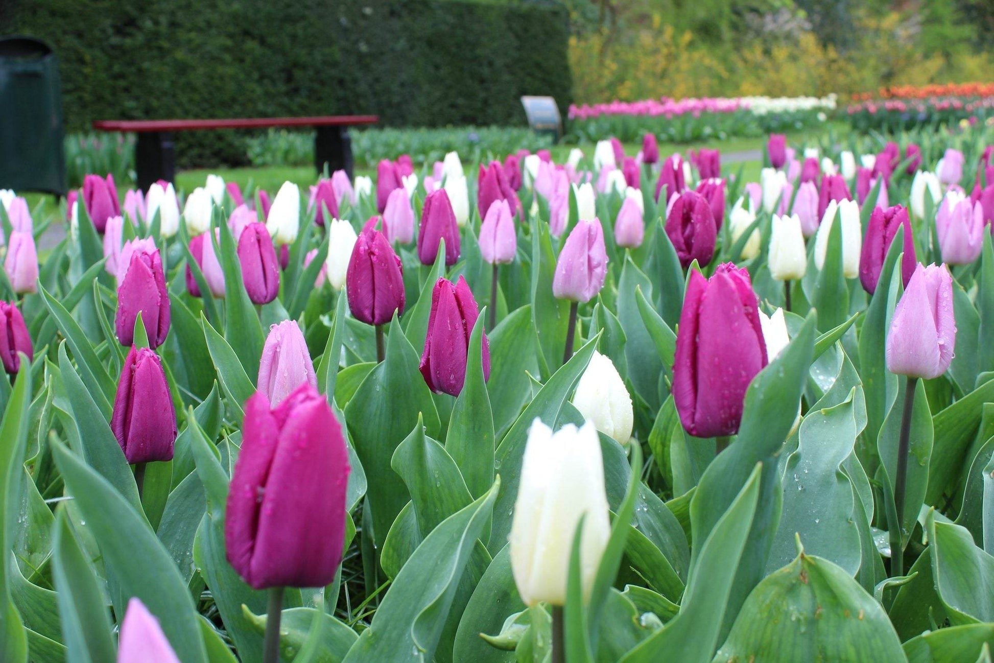 Tulipa 'Dynamic Change'