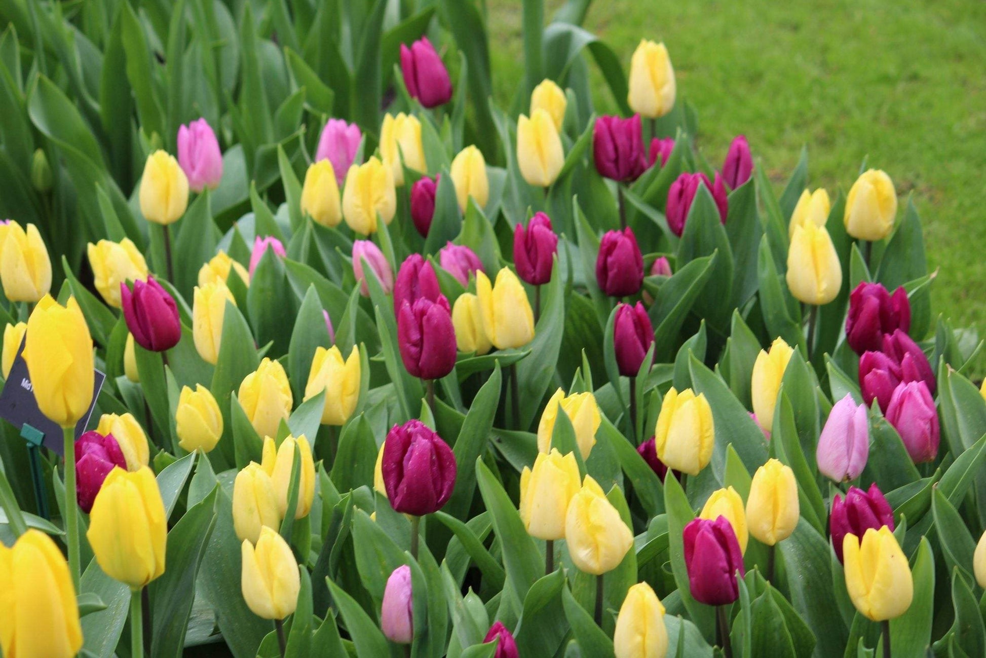 Tulipa 'Dynamic Sun'