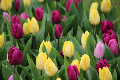 Tulipa 'Dynamic Sun'