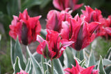 Tulipa 'Esperanto'