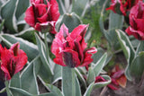 Tulipa 'Esperanto'
