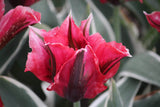 Tulipa 'Esperanto'