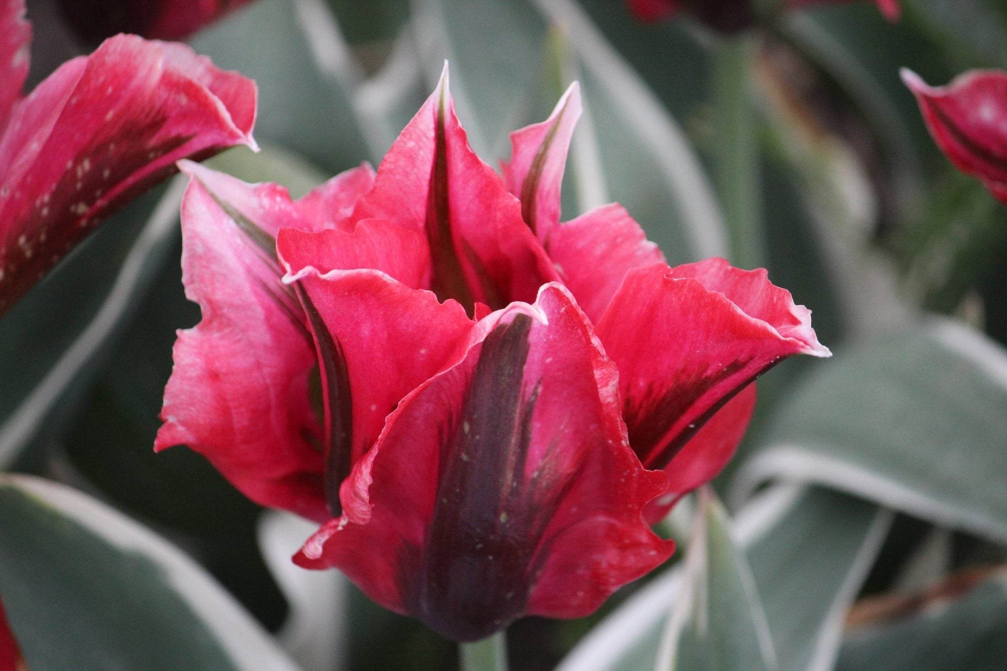 Tulipa 'Esperanto'