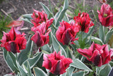Tulipa 'Esperanto'