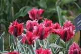 Tulipa 'Esperanto'