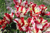 Tulipa 'Estella Rijnveld'