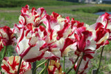 Tulipa 'Estella Rijnveld'