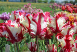 Tulipa 'Estella Rijnveld'