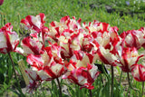 Tulipa 'Estella Rijnveld'