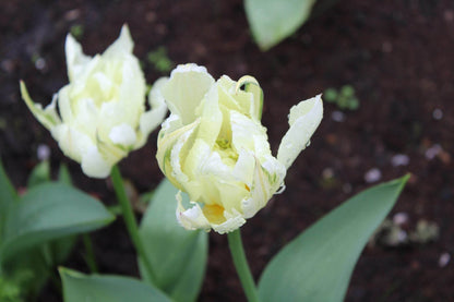 Tulipa 'Exotic Emperor'