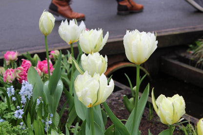 Tulipa 'Exotic Emperor'
