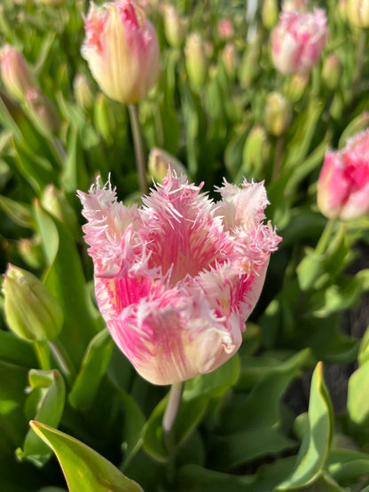 Tulpen 'Fancy Frills' 