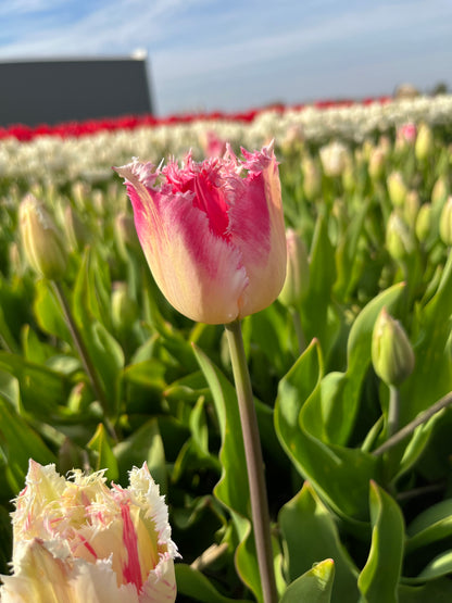 Tulpen 'Fancy Frills' 