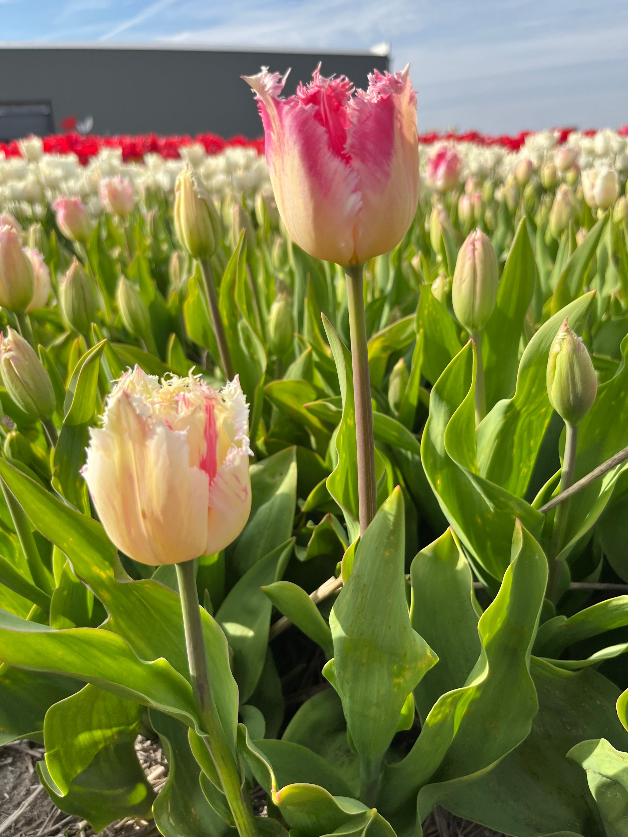 Tulpen 'Fancy Frills' 
