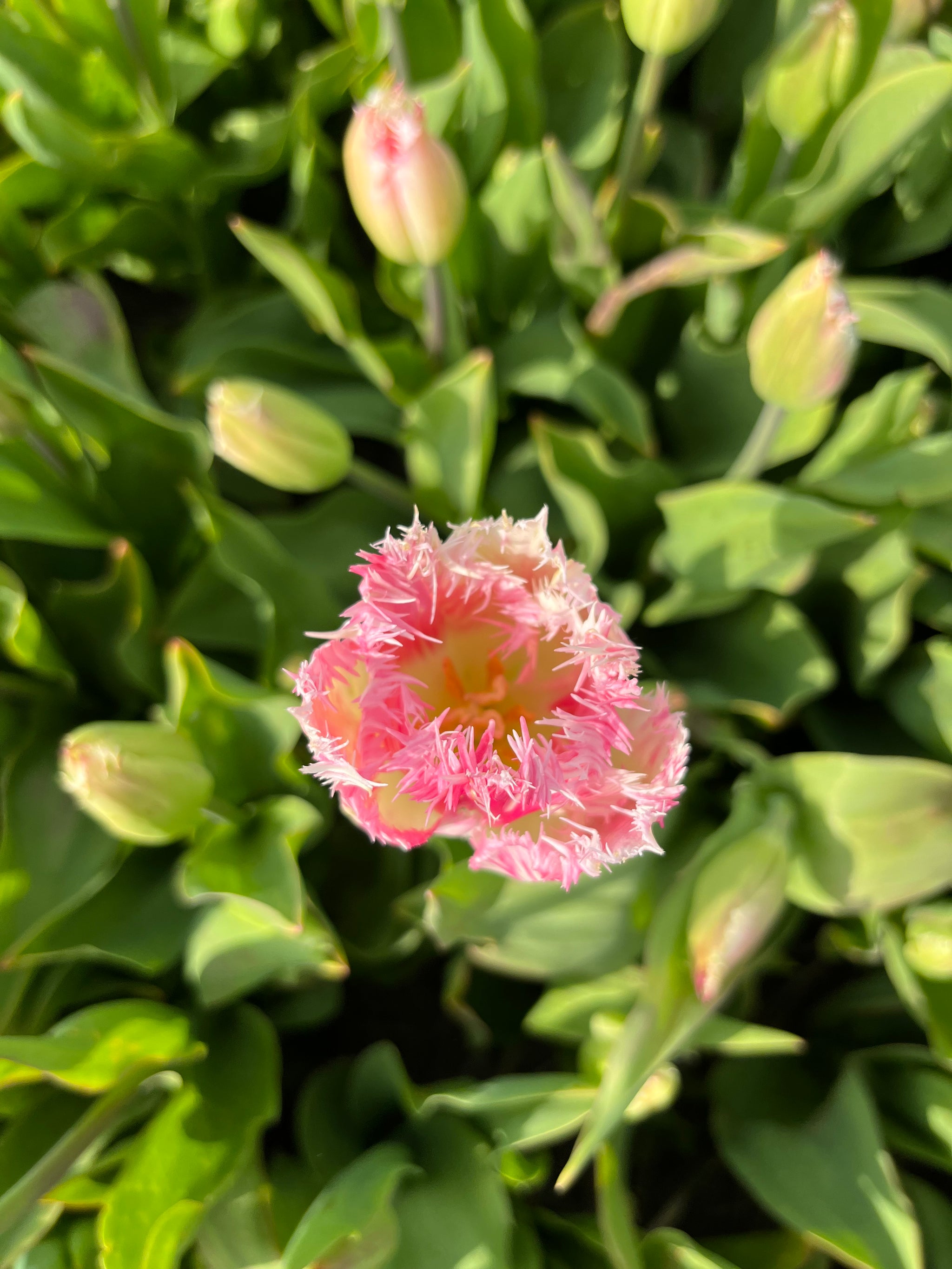Tulpen 'Fancy Frills' 