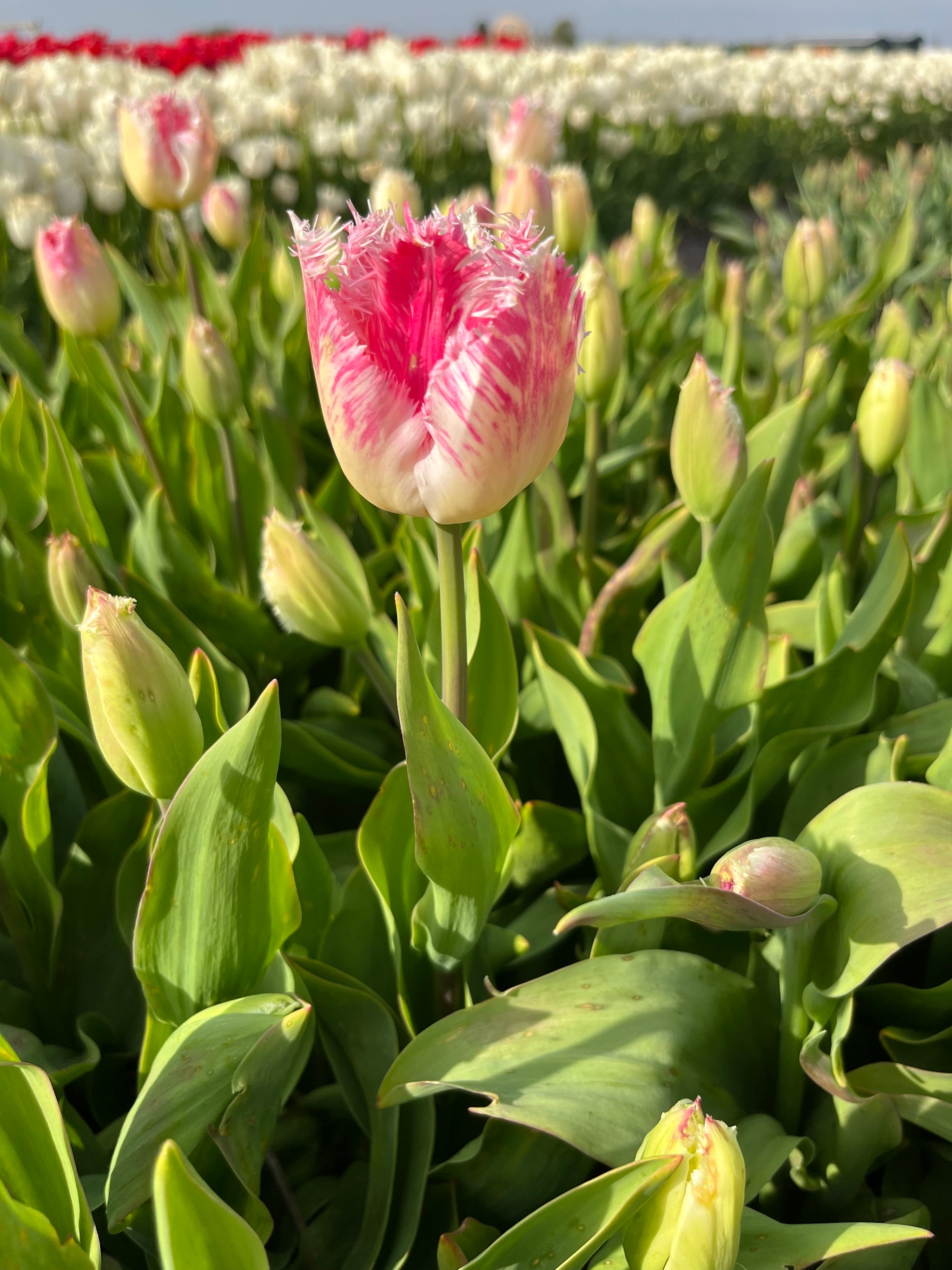 Tulpen 'Fancy Frills' 