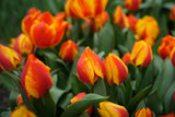 Tulipa Flair
