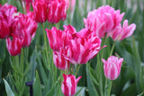 Tulipa 'Flaming Club'
