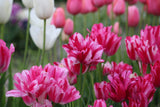 Tulipa 'Flaming Club'