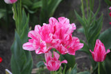 Tulipa 'Flaming Club'