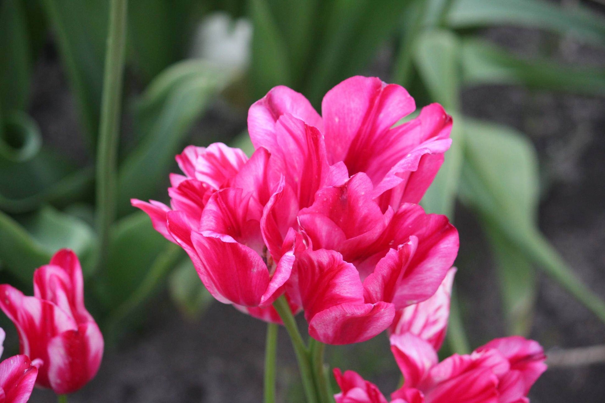 Tulipa 'Flaming Club'