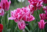 Tulipa 'Flaming Club'