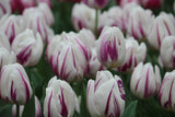 Tulipa 'Flaming Flag'