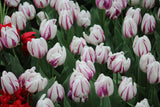 Tulipa 'Flaming Flag'