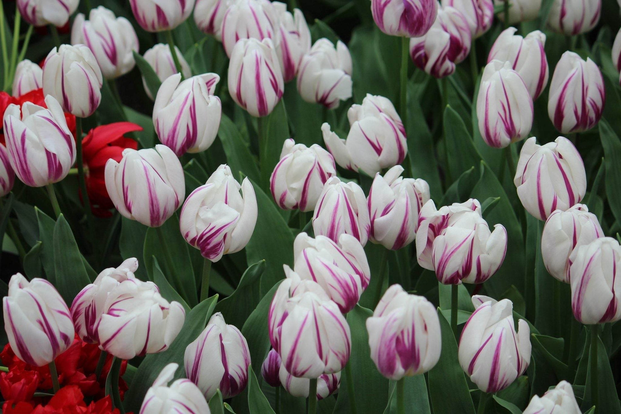 Tulipa 'Flaming Flag'