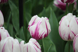 Tulipa 'Flaming Flag'