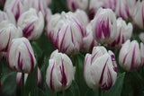 Tulipa 'Flaming Flag'