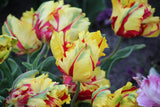 Tulipa 'Flaming Parrot'