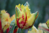 Tulipa 'Flaming Parrot'