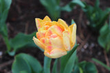 Tulipa 'Foxy Foxtrot'