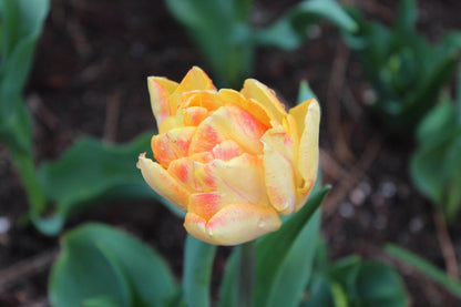 Tulipa 'Foxy Foxtrot'