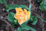 Tulipa 'Foxy Foxtrot'