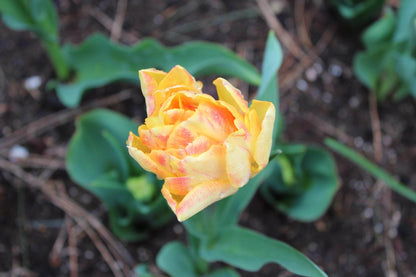 Tulipa 'Foxy Foxtrot'