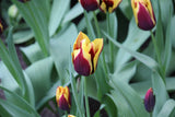 Tulipa 'Gavota'