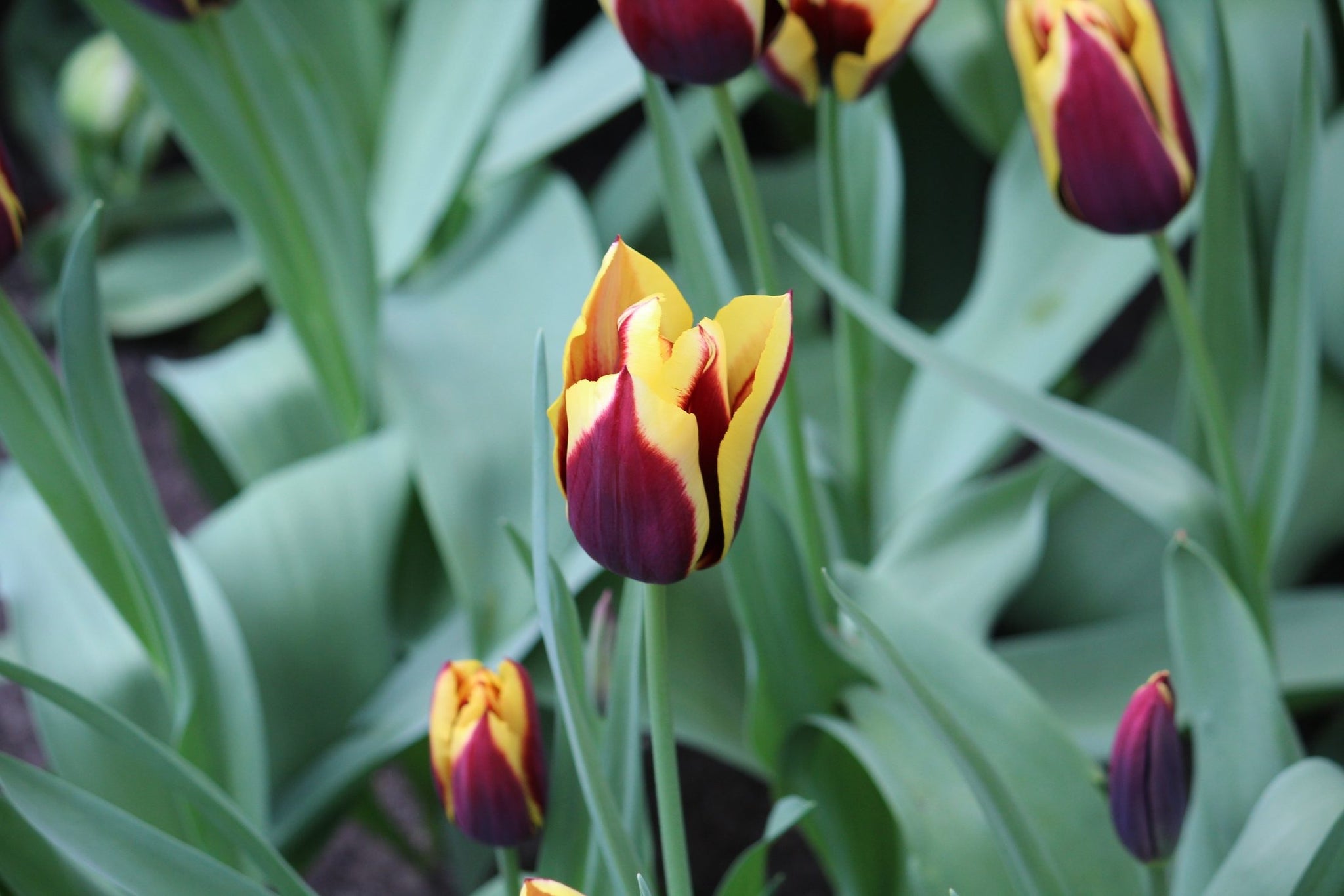 Tulipa 'Gavota'