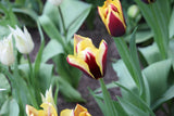 Tulipa 'Gavota'
