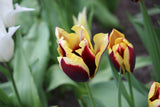 Tulipa 'Gavota'