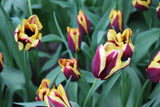 Tulipa 'Gavota'
