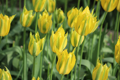 Tulipa 'Green Mile'