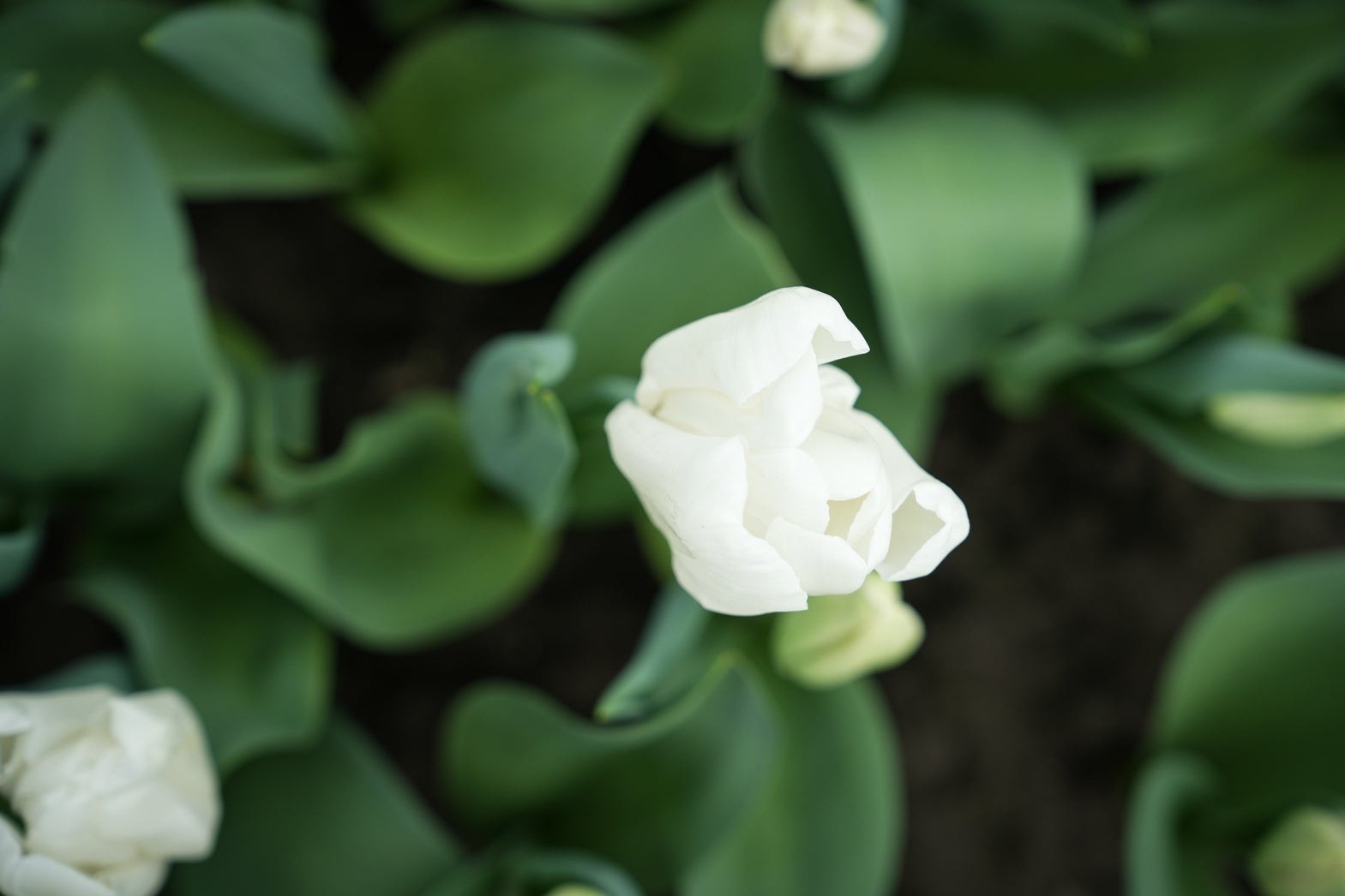 Tulipa 'Hakuun'
