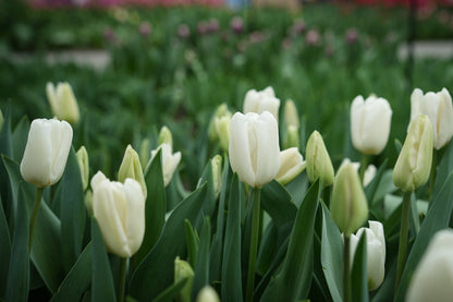 Tulipa 'Hakuun'