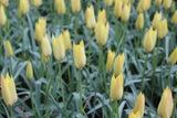 Tulipa 'Honky Tonk'