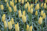 Tulipa 'Honky Tonk'