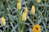 Tulipa 'Honky Tonk'