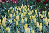 Tulipa 'Honky Tonk'